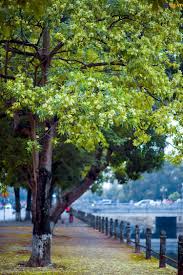 Chùm hoa sữa trên cành cây mùa thu Hà Nội