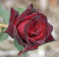 احلى ورود 2019 جوده عالية زهور 3dlat net 23 17 81f0 beautiful rose flowers beautiful roses fragrant roses