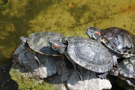 And believe me, some can get bigger than that! How Long Do Red Eared Sliders Live Average Maximum Lifespan Overview Pet Keen