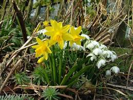 Daffodils And Snowdrops Daffodils Spring Flowers Beautiful Flowers