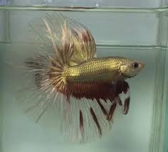 A Red And Gold Silk Half Moon Betta Absolutely Gorgeous Betta Aquarium Betta Betta Fish Tank