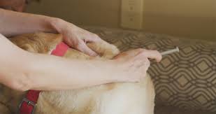 Vaccinations usually pose only minor risks for temporary side effects, such as fever or if you are wondering where to get dog shots or vaccines for cats, you don't have to look far. Pet Vaccinations Tucson Az Desert Paws Mobile Veterinary Care