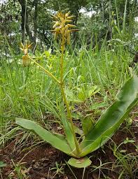 Image result for Aloe cameronii × greatheadii