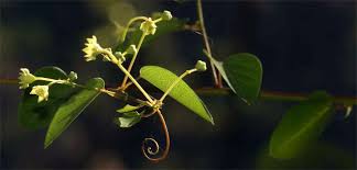 Image result for Helinus