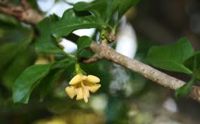 Image result for Coddia rudis