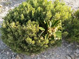 Image result for Buxaceae