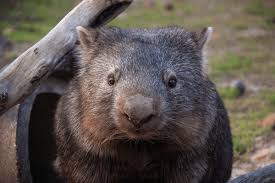 Image result for Common wombat