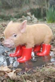Our privacy policy has been updated, if you agree to our policy, please continue to our site. Pigs On The Wing Part 2 Chords Get Baby Animals Super Cute Cute Piglets Cute Baby Pigs