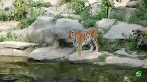 Der zoologische garten im stadtteil tiergarten im berliner bezirk mitte ist der älteste zoo deutschlands. Tierpark Berlin Highlights Tipps Zum Besuch Im Zoo Tierpark Freizeitpark Welt De