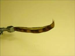 Shape selection in chiral ribbons: Seed Pod Mechanics With A Twist 2 Of 2 Video Eurekalert Science News