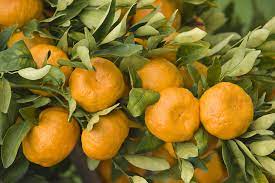Opening at 09:00 on wednesday. Growing Healthy Fruit Trees Agriculture And Food