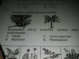 Memiliki sepasang daun lembaga (kotiledon). Berdasarkan Ciri Ciri Tumbuhan Tersebut Dapat Dikelompokan Brainly Co Id