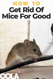 How To Get Rid Of Mice For Good Using Common Household Ingredients Getting Rid Of Mice Mice Repellent Diy Mice Repellent