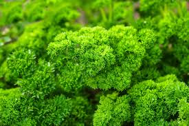 Want to buy our herb enriched skin tint but not sure which shade might suit you? 5 Best Herbs To Grow In A Shady Garden