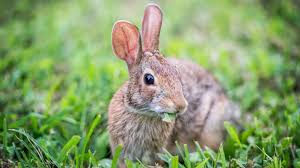If you do rehab a bunny, shut the door to the bathroom to keep bunny in and cats out. Garden Rabbit Control And Deterrent Tips