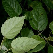 Image result for Croton macrostachyus
