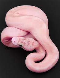 Gorgeous Slithery Snake Pink Snake Pink Animals Pet Snake