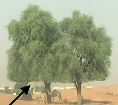ਖਿੱਪ) is the botanical name of a desert herb of the family asclepiadaceae. The Camel Genetic Resource Cgnr Sustainable Farming For Food And Health
