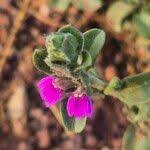 Image result for Justicia diclipteroides