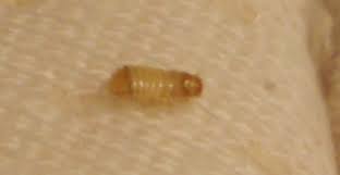 Can carpet beetles get in my bed? Are These Carpet Beetles How Do I Get Rid Of Them Neogaf