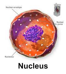 Nucleolus synonyms, nucleolus pronunciation, nucleolus translation, english dictionary definition of nucleolus. Nucleolus Simple English Wikipedia The Free Encyclopedia