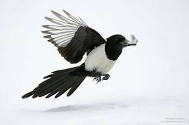 Elster Im Anflug Forum Fur Naturfotografen Elster Fotograf Natur