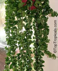 Shipped with usps priority mail. Hoya Carnosa Compacta Hindu Rope Krinkle Kurls Toptropicals Com