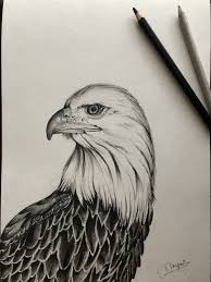 Black And White Eagle Eagle Charcoal In 2020 Eagle Black And White Charcoal