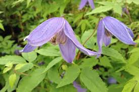 Available to order from late summer. Five Great Early Clematis Richard Jackson Garden