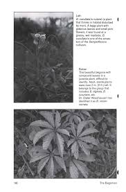 Image result for Begonia brevibracteata
