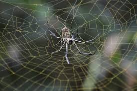 It's a fun challenge to get kids moving! What Are Spider Webs Made Of And How Natural History Museum