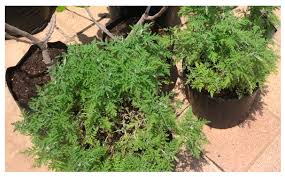 Image result for Artemisia afra