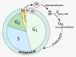 Diagram for labelling parts of plant and animal cells seen printable labeled and unlabeled animal cell diagrams with plant cell labeled classical conversations cycle 1 03a Cell Cycle Labeled Smv Remix Transparent Png 1259x835 Free Download On Nicepng