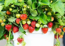 Rinse the strawberries in cold water and completely dry. How To Grow Strawberries Thompson Morgan