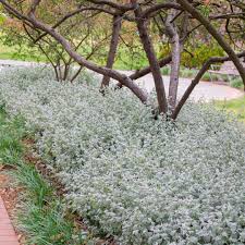 Image result for Helichrysum asperum
