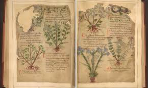 Read this book using google play books app on your pc, android, ios devices. Libro De Hierbas Medicinales De 1000 Anos De Antiguedad Disponible En Linea De Forma Gratuita El Horticultor