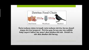 Check spelling or type a new query. Rantai Makanan Dan Jaring Jaring Makanan Youtube