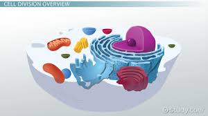Explain the significance of the spindle fibers in mitosis. Spindle Fibers Definition Location Purpose Video Lesson Transcript Study Com