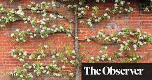 It's amazing how much less space an espaliered tree takes up. How To Grow Fruit Trees Gardening Advice The Guardian