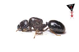 Image result for Maerua andradae