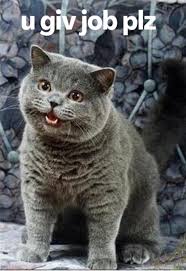 Image result for i can has cheezburger