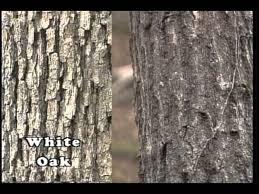 Tree identification key deciduous tree key 9. Tree Identification Winter Phase Youtube