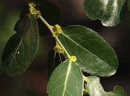 Image result for Mystroxylon