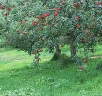 Apple Extract 98% Phloretin - Phytochem International Inc.