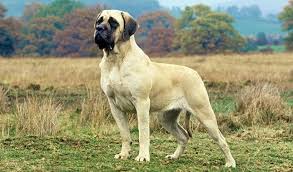 Mastiff Kopek Turleri Kopek Buyuk Kopekler