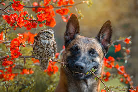 Report as belgium beat finland to finish top of group b; A Friendship Between An Owl And A Dog Eizo