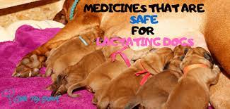 Medicines That Are Safe And Unsafe For Your Lactating Nursing Dog