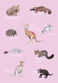 June Sale On Laser Prints Australian Mammals A Laser Or Giclee Print A4 Size In 2020 Australian Mammals Mammals Cute Animal Drawings