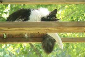 We did not find results for: Build An All Season Outdoor Cat Habitat 16 Steps With Pictures Instructables