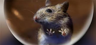 Several types of hantaviruses can cause hantavirus pulmonary syndrome. Schwangere Sollten Orte Mit Mausen Meiden